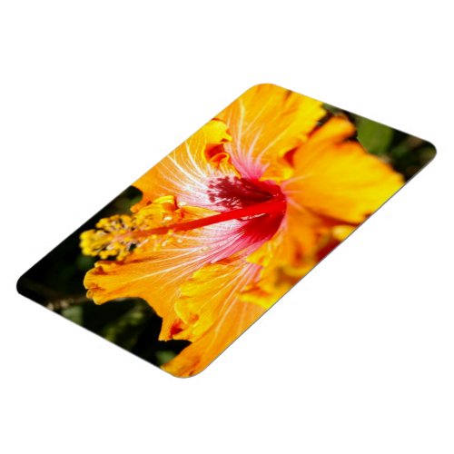 Orange Hibiscus Side View Magnet