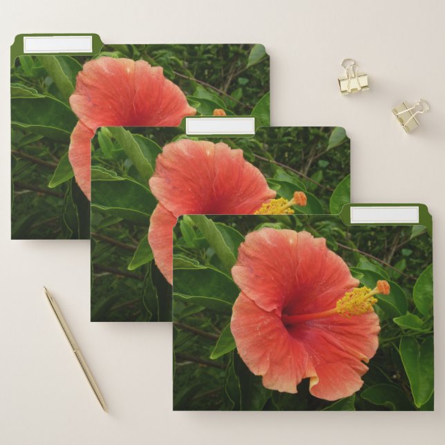 Orange Hibiscus Tropical Flower File Folder (Set)