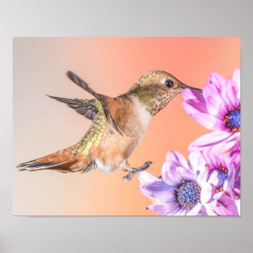 Orange Hummingbird  Purple Flowers Poster