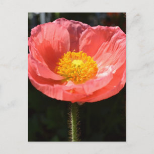 Orange Iceland Poppy II Postcard