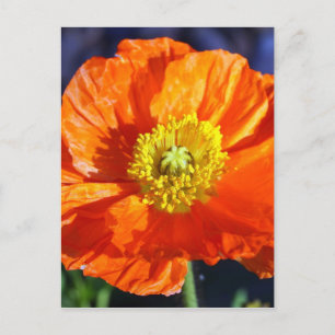 Orange Icelandic Poppy Photograph Postcard