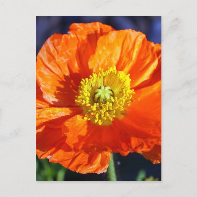 Orange Icelandic Poppy Photograph Postcard (Front)