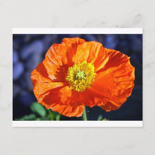 Orange Icelandic Poppy Photograph Postcard