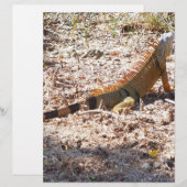Orange Iguana hunts (Front/Back)