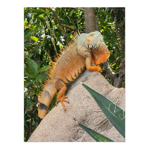 Orange Iguana in St Martin Photo Print