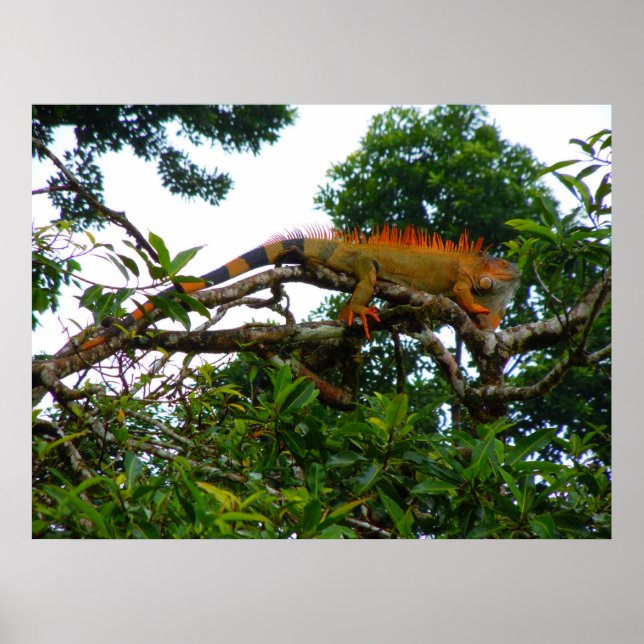 Orange Iguana Poster (Front)
