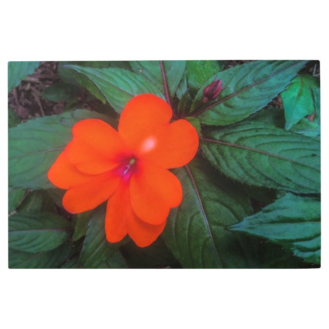 Orange Impatiens Flower Metal Print (Front)