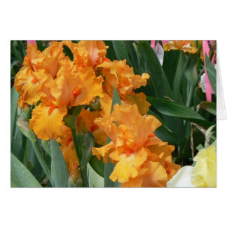 Orange Iris Cards