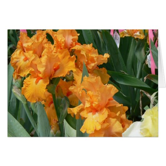 Orange Iris Cards (Front Horizontal)
