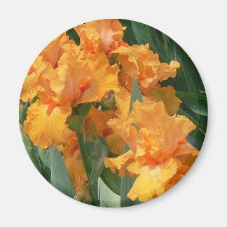 Orange Irises Magnet