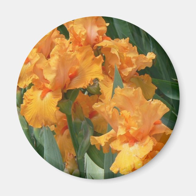 Orange Irises Magnet (Front)