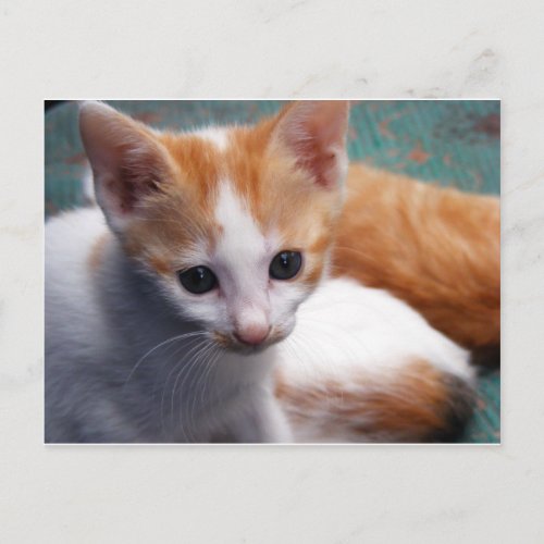 Orange Kitten Photograph Postcard