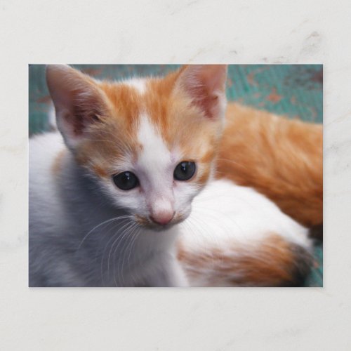 Orange Kitten Photograph Postcard
