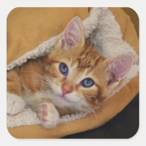Orange Kitten Tucked Into Bed Square Sticker