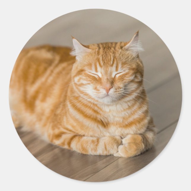 Orange Kitty Classic Round Sticker (Front)