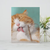 Orange Kitty Licks (Standing Front)