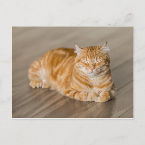 Orange Kitty Postcard