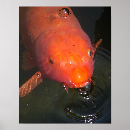Orange koi fish blowing bubbles poster