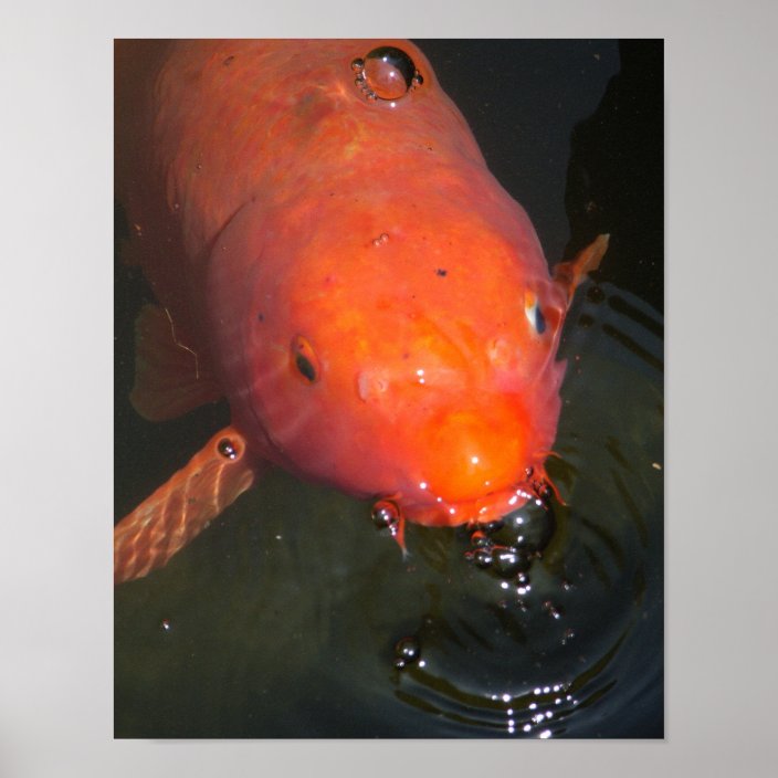 Orange koi fish blowing bubbles poster Zazzle