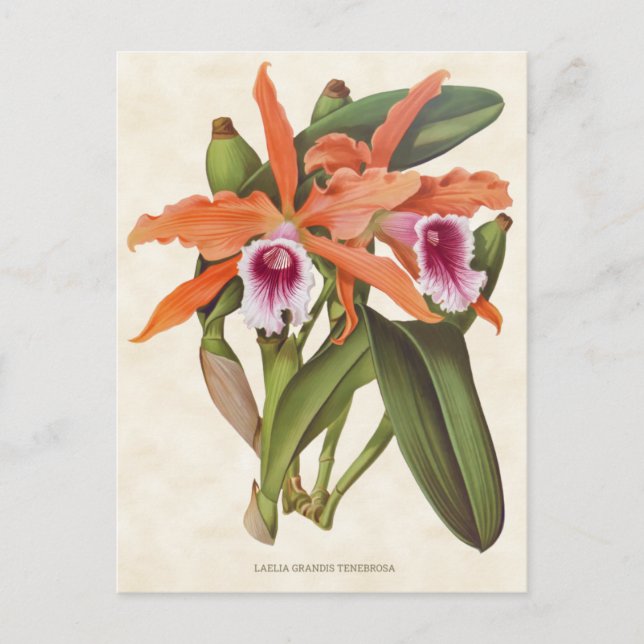 Orange Laelia Orchid Vintage Botanical Postcard (Front)