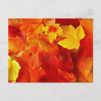 Orange Leaf Fall Photography Postcard by pamdicar at Zazzle