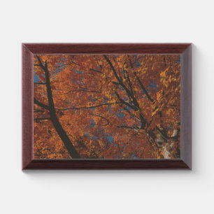 orange leaves on a fall tree award plaque