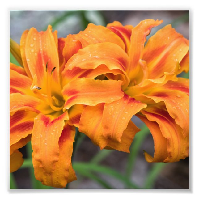 Orange Lilies Photo Print (Front)