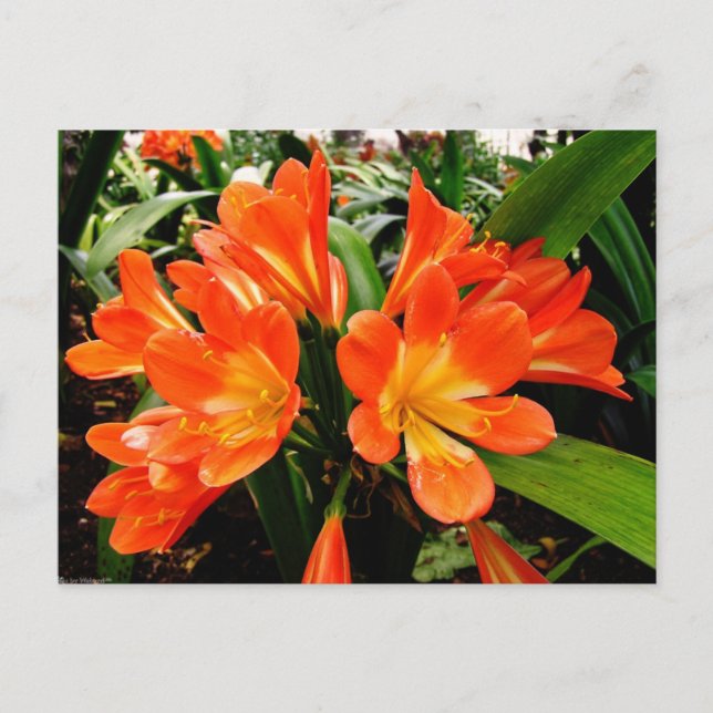 Orange Lillies Flowers @ Funchal, Portugal Postcard (Front)