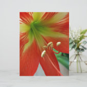 orange lily (Standing Front)