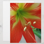 orange lily (Front/Back)