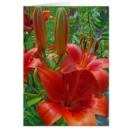 Orange Lily Blossoms Cards (Front)