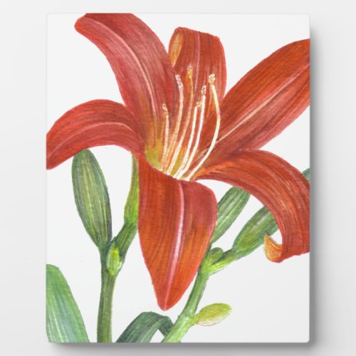 Orange Lily Botanical Illustration Plaque