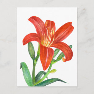 Orange Lily Botanical Illustration Postcard