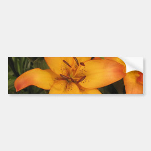 Orange Lily Bumper Sticker