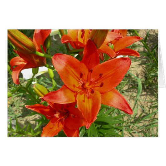 orange lily card (Front Horizontal)