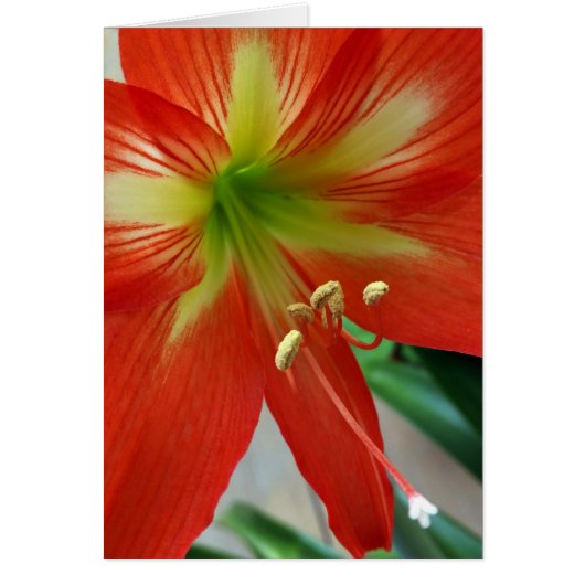 orange lily cards (Front)