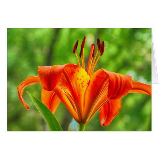 Orange Lily Flower Cards (Front Horizontal)