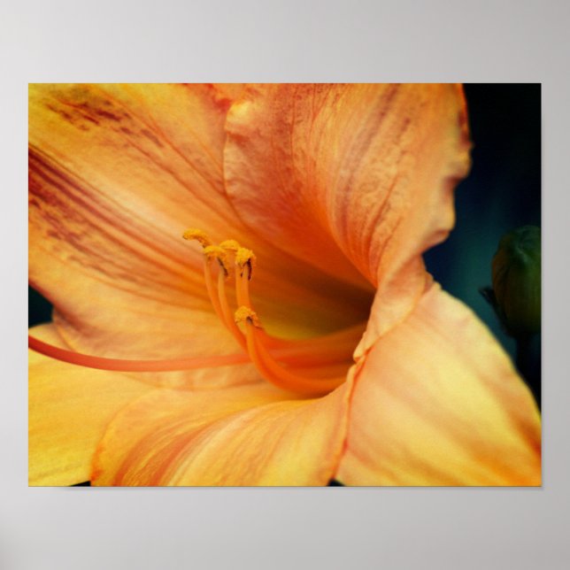Orange Lily Flower Close Up Poster (Front)