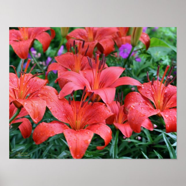 Orange Lily Flower Garden  Poster (Front)