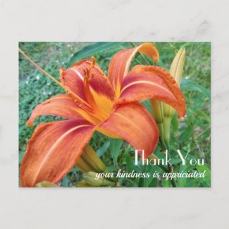 Orange Lily Flower Gift Thank You  Postcard