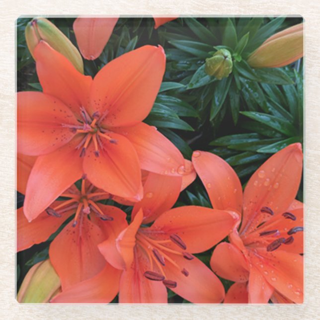 Orange Lily Glass Coaster (Front)