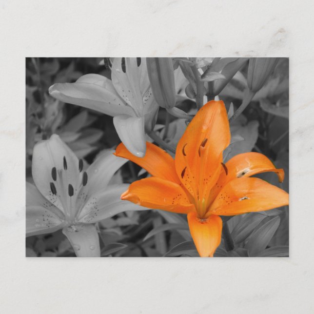 Orange Lily Hand-Colored Postcard (Front)