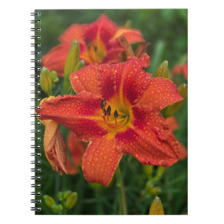 Orange Lily Notebook