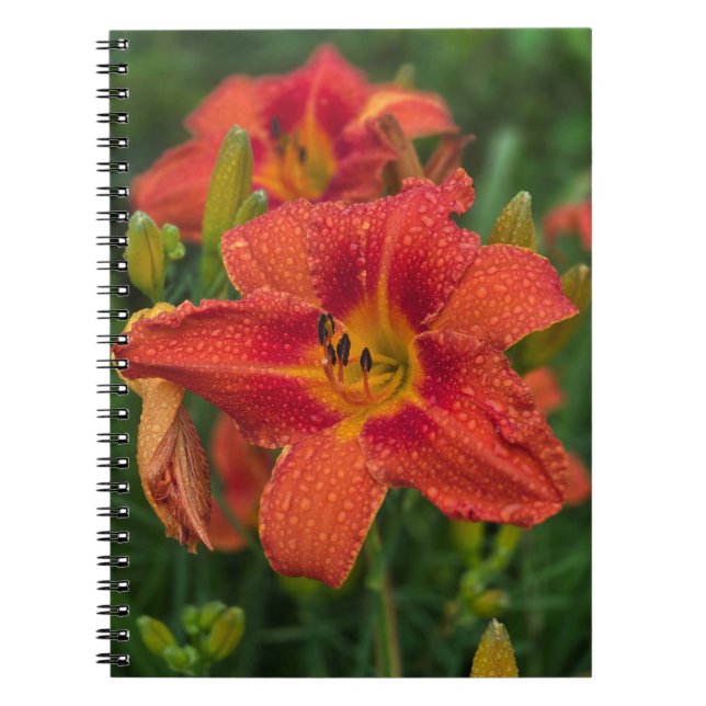 Orange Lily Notebook (Front)