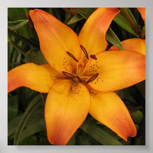 Orange Lily Poster (Front)