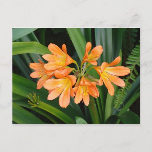 Orange Lily with Multiple Blooms Postcard