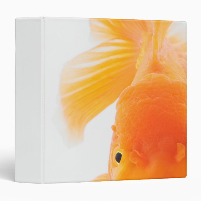 Orange lionhead goldfish (Carassius auratus) 3 Ring Binder (Front/Spine)