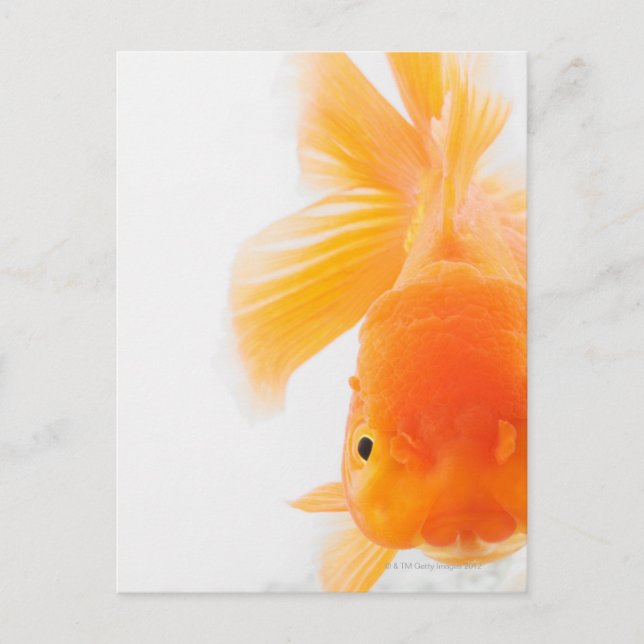 Orange lionhead goldfish (Carassius auratus) Postcard (Front)