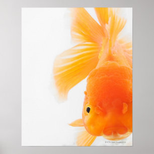 Orange lionhead goldfish (Carassius auratus) Poster