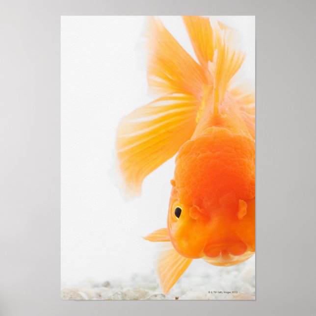 Orange lionhead goldfish (Carassius auratus) Poster (Front)
